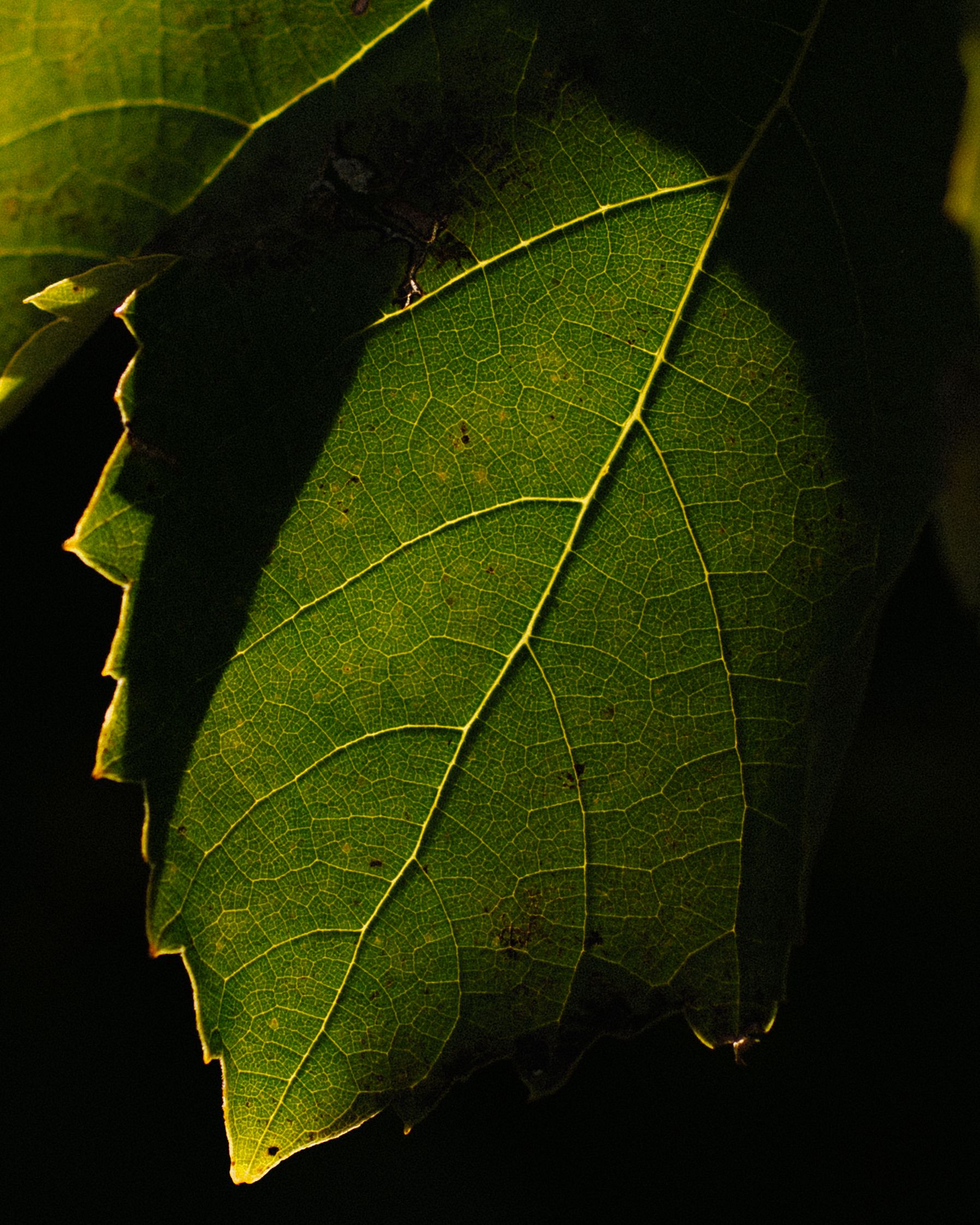 MIR_ClarissaCeci-12_compressed