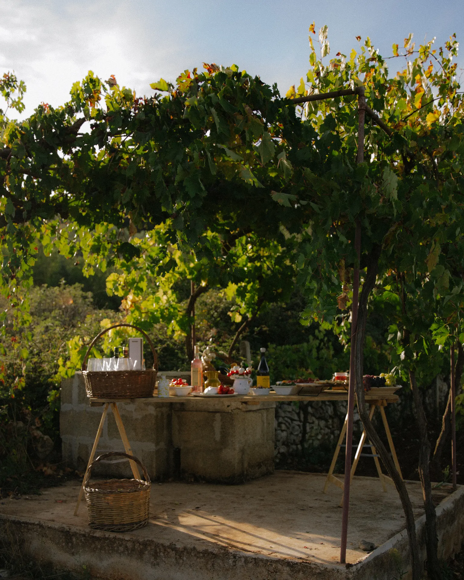 Pic Nic in Vigneto