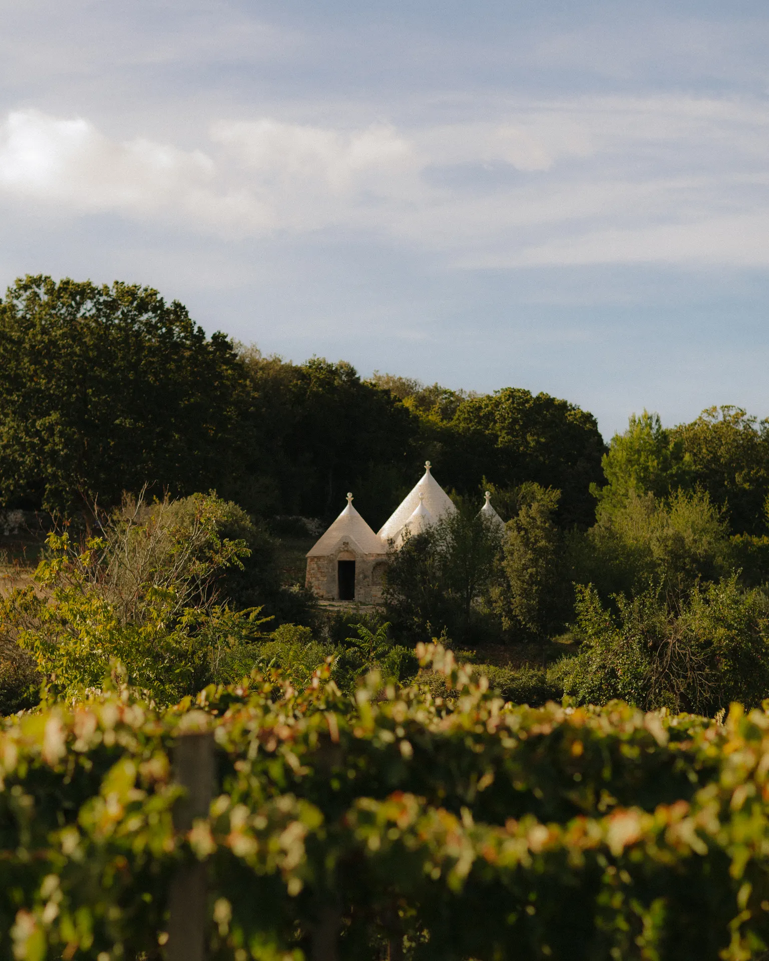 Vigneto di Cantina MIR con i trulli della Valle d'Itria sullo sfondo